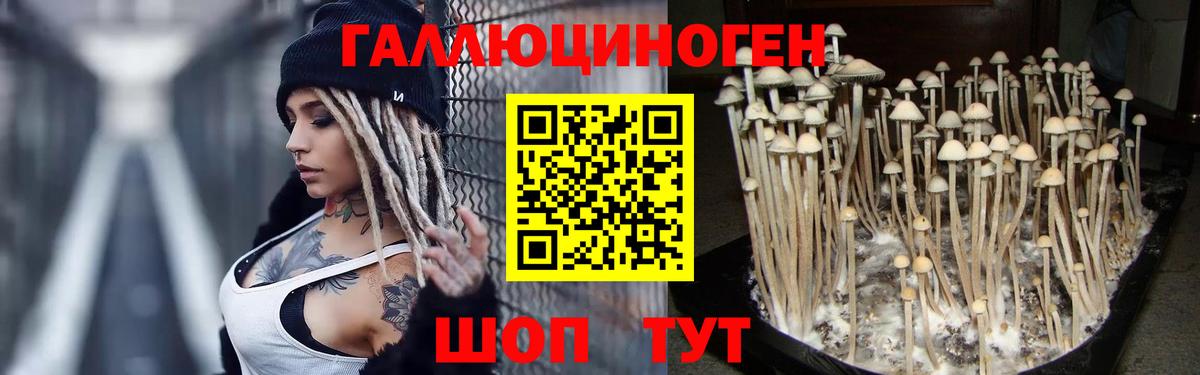купить наркотики цена  Псилоцибиновые грибы Cubensis  Вход с VPN  Галлюциногенные грибы прущие грибы  Михайловск 